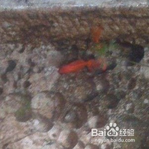 大連中山公園購物廣場尼蒙水族館(大連中山公園購物廣場尼蒙水族館電話) 全國水族館企業名錄 第1張 大連中山公園購物廣場尼蒙水族館(大連中山公園購物廣場尼蒙水族館電話) 大連中山公園購物廣場尼蒙水族館(大連中山公園購物廣場尼蒙水族館電話) 全國水族館企業名錄 第1張