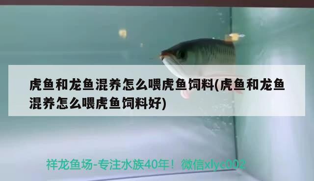 虎魚和龍魚混養怎么喂虎魚飼料(虎魚和龍魚混養怎么喂虎魚飼料好)