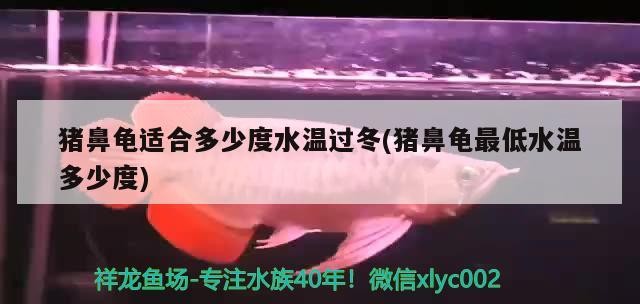 豬鼻龜適合多少度水溫過冬(豬鼻龜最低水溫多少度)