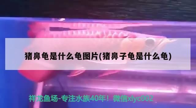 豬鼻龜是什么龜圖片(豬鼻子龜是什么龜)