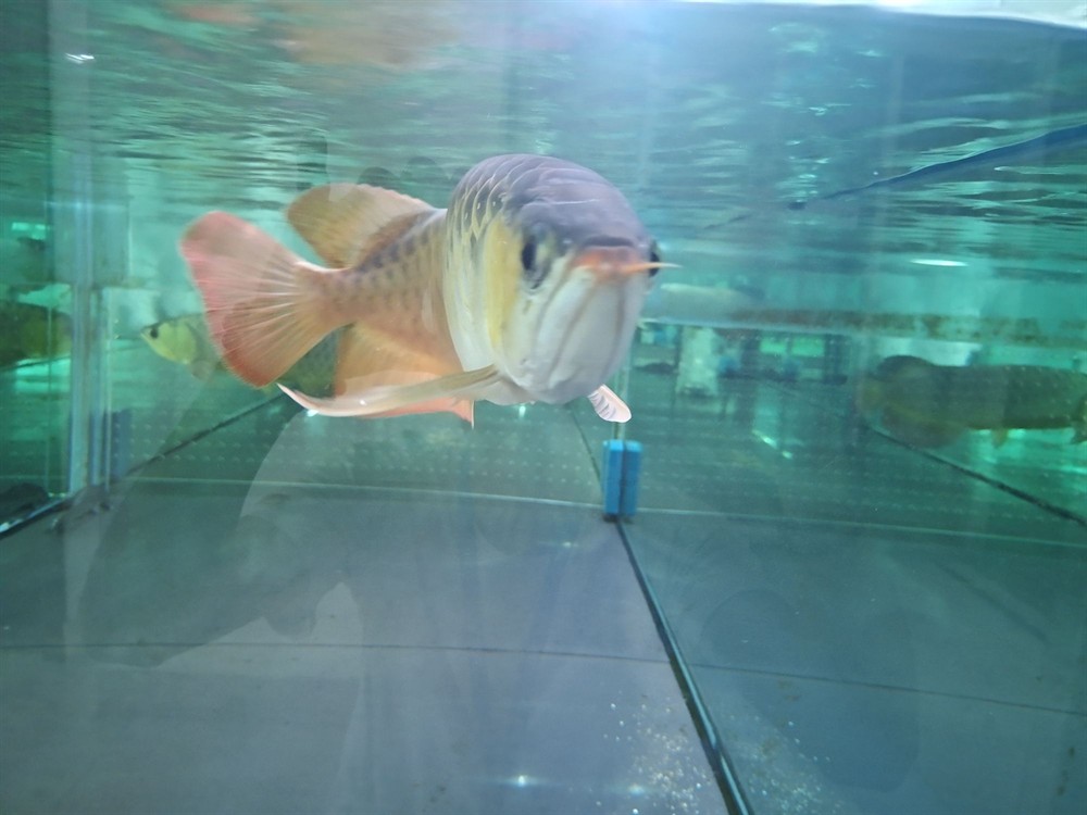 晉中水族館心中喜愛無論好壞 晉中水族館心中喜愛無論好壞 紅龍魚百科 第1張