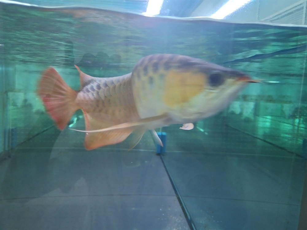 晉中水族館心中喜愛無論好壞 晉中水族館心中喜愛無論好壞 紅龍魚百科 第2張