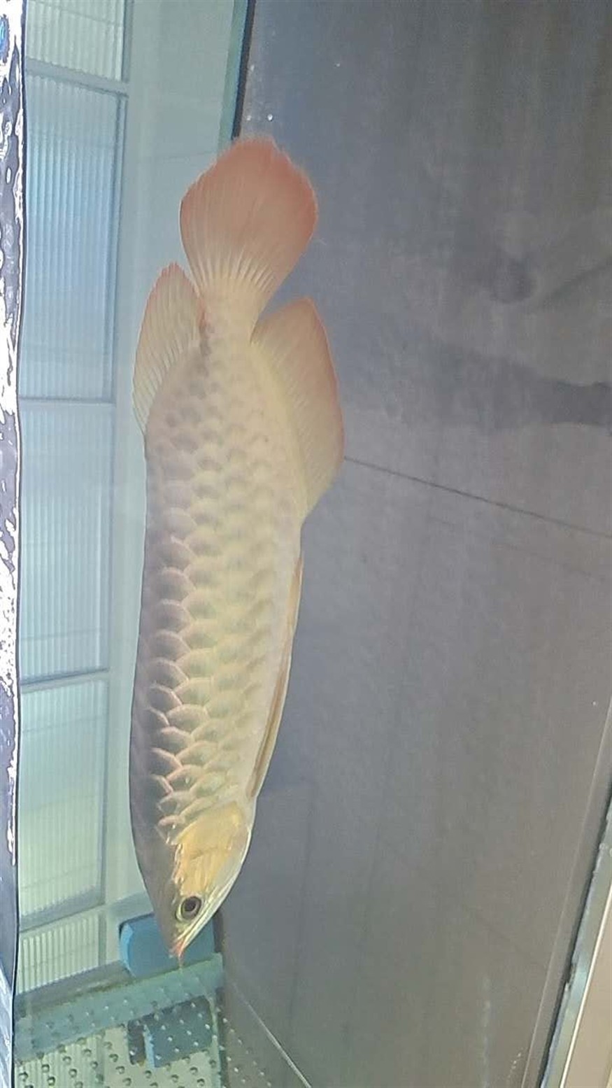 晉中水族館心中喜愛無論好壞 晉中水族館心中喜愛無論好壞 紅龍魚百科 第3張