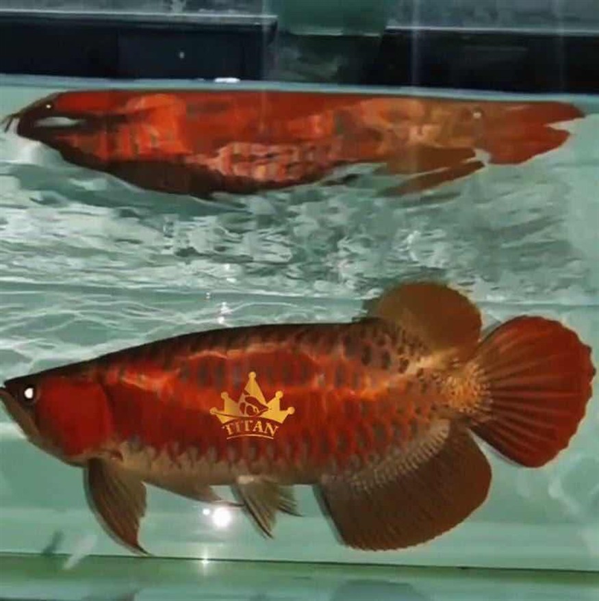 延邊朝鮮族自治州水族館龍魚常見病癥與治療