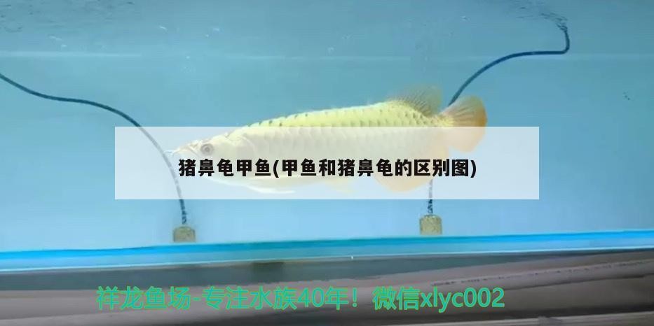 豬鼻龜甲魚(甲魚和豬鼻龜的區別圖)