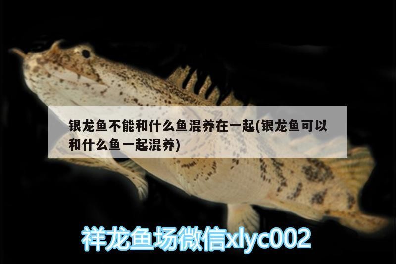 銀龍魚不能和什么魚混養在一起(銀龍魚可以和什么魚一起混養)