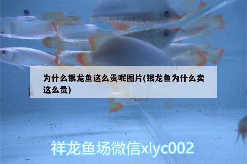 銀龍魚喂食的正確方法圖解(銀龍魚喂食的正確方法圖解視頻)
