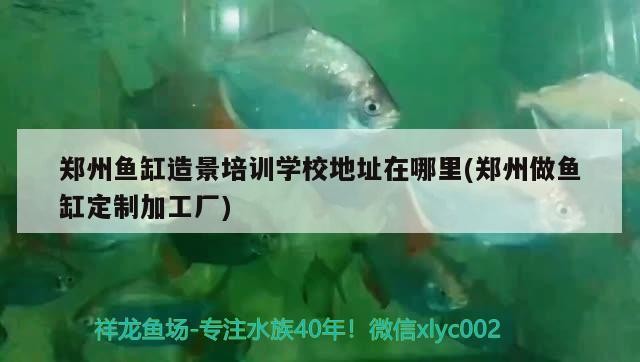 鄭州魚缸造景培訓學校地址在哪里(鄭州做魚缸定制加工廠)