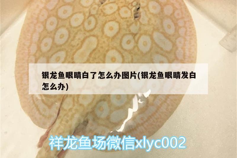 銀龍魚眼睛白了怎么辦圖片(銀龍魚眼睛發白怎么辦)
