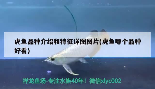 虎魚品種介紹和特征詳圖圖片(虎魚哪個品種好看)