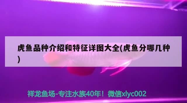虎魚品種介紹和特征詳圖大全(虎魚分哪幾種)