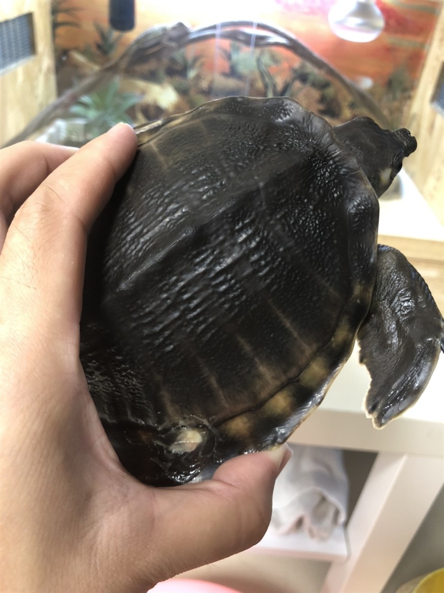 豬鼻龜腐甲求助