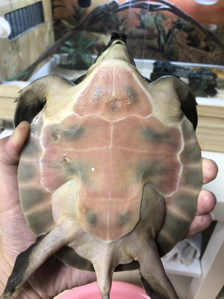 豬鼻龜腐甲求助