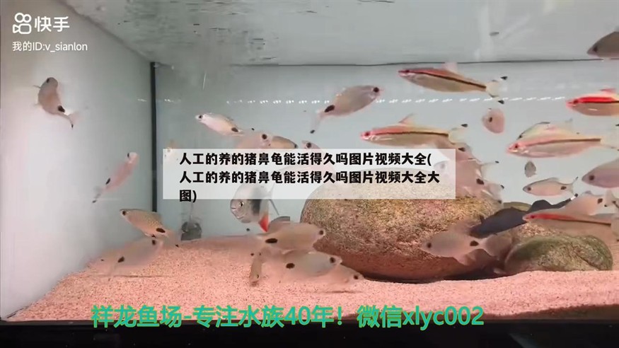 人工的養的豬鼻龜能活得久嗎圖片視頻大全(人工的養的豬鼻龜能活得久嗎圖片視頻大全大圖)