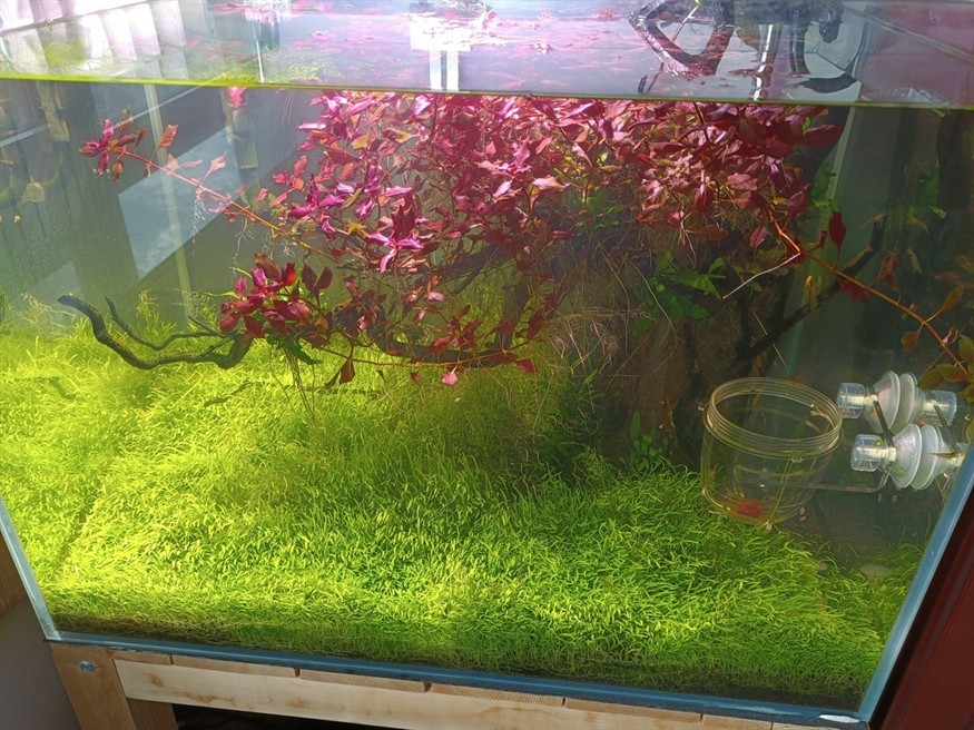 用泥鰍釣黑魚是釣底還是釣浮