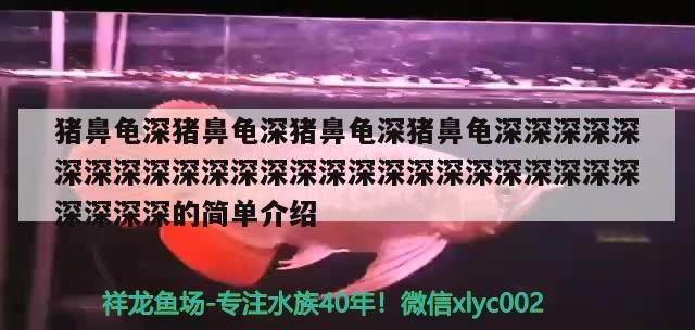魚缸用增氧泵價格是多少:魚缸增氧機-xtrac增氧機-xtrac增氧機 豬鼻龜深豬鼻龜深豬鼻龜深豬鼻龜深深深深深深深深深深深深深深深深深深深深深深深深深深深深深的簡單介紹 豬鼻龜百科 豬鼻龜深豬鼻龜深豬鼻龜深豬鼻龜深深深深深深深深深深深深深深深深深深深深深深深深深深深深深的簡單介紹 豬鼻龜深豬鼻龜深豬鼻龜深豬鼻龜深深深深深深深深深深深深深深深深深深深深深深深深深深深深深的簡單介紹 豬鼻龜百科
