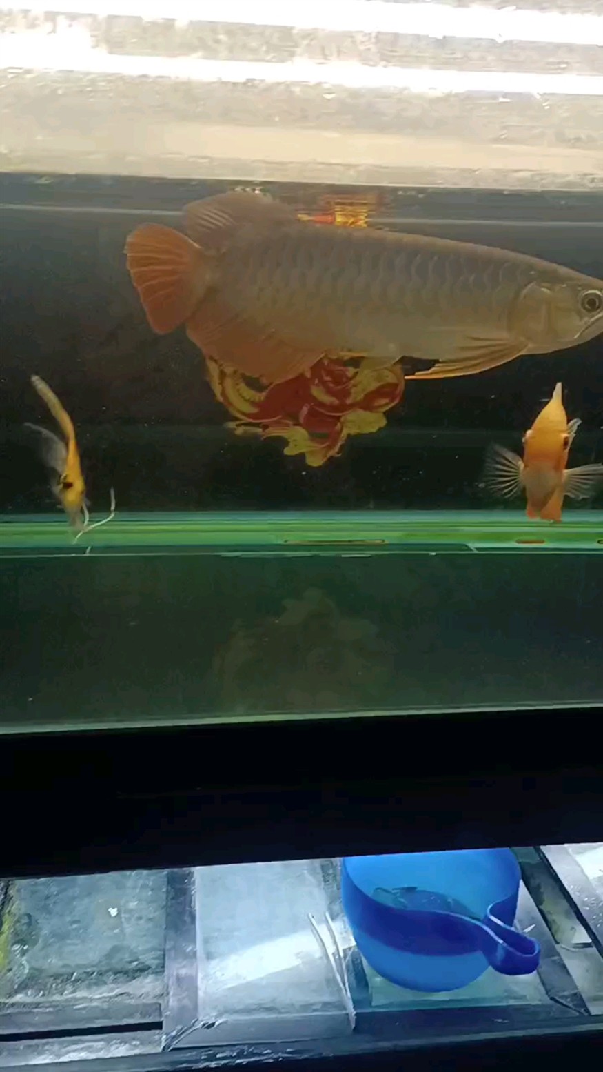 自從虎魚攻擊力加強了，龍魚就開始精神