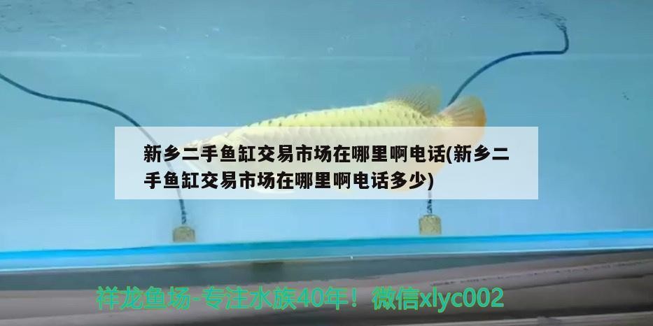 新鄉(xiāng)二手魚缸交易市場在哪里啊電話(新鄉(xiāng)二手魚缸交易市場在哪里啊電話多少) 新鄉(xiāng)二手魚缸交易市場在哪里啊電話(新鄉(xiāng)二手魚缸交易市場在哪里啊電話多少) 紅龍魚百科