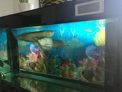 搬家能搬魚缸嗎?:搬家時可以搬動魚缸但需要注意一些事項以確保魚缸和魚的安全 魚缸百科 第2張 搬家能搬魚缸嗎?:搬家時可以搬動魚缸但需要注意一些事項以確保魚缸和魚的安全 搬家能搬魚缸嗎?:搬家時可以搬動魚缸但需要注意一些事項以確保魚缸和魚的安全 魚缸百科 第2張