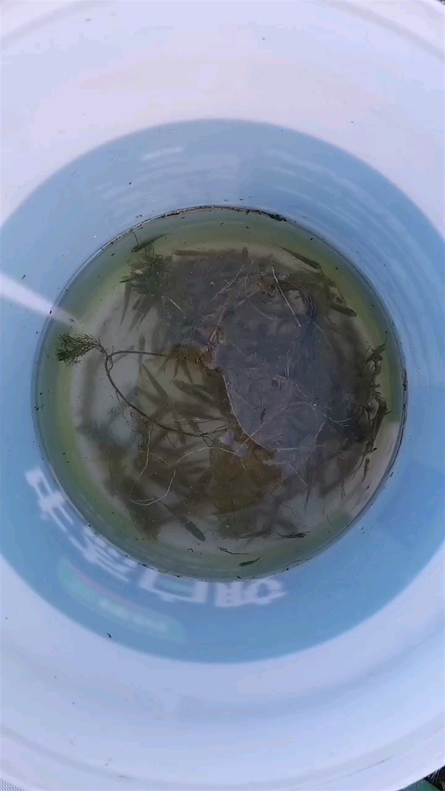 世界上最大的銀龍魚有多大(世界上最大的龍魚有多大?)