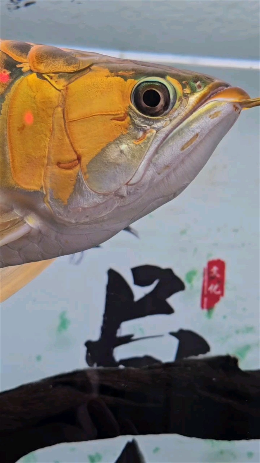 龍魚(yú)臉上長(zhǎng)了一個(gè)小包。