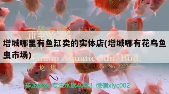 增城哪里有魚(yú)缸賣(mài)的實(shí)體店(增城哪有花鳥(niǎo)魚(yú)蟲(chóng)市場(chǎng))