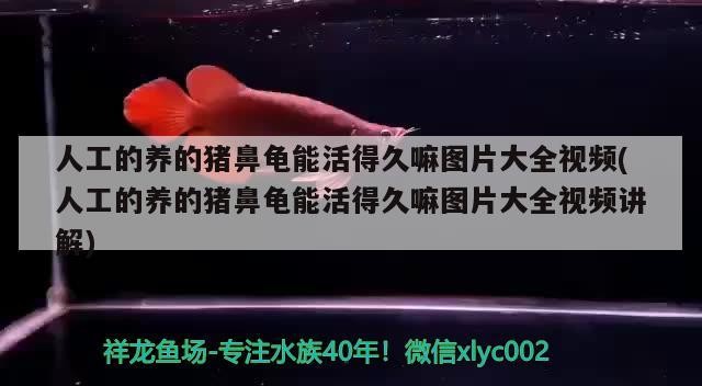 人工的養(yǎng)的豬鼻龜能活得久嘛圖片大全視頻(人工的養(yǎng)的豬鼻龜能活得久嘛圖片大全視頻講解) 人工的養(yǎng)的豬鼻龜能活得久嘛圖片大全視頻(人工的養(yǎng)的豬鼻龜能活得久嘛圖片大全視頻講解) 豬鼻龜百科