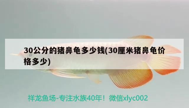 30公分的豬鼻龜多少錢(30厘米豬鼻龜價格多少)