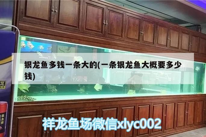 金頭虎魚視頻(金頭虎魚苗)