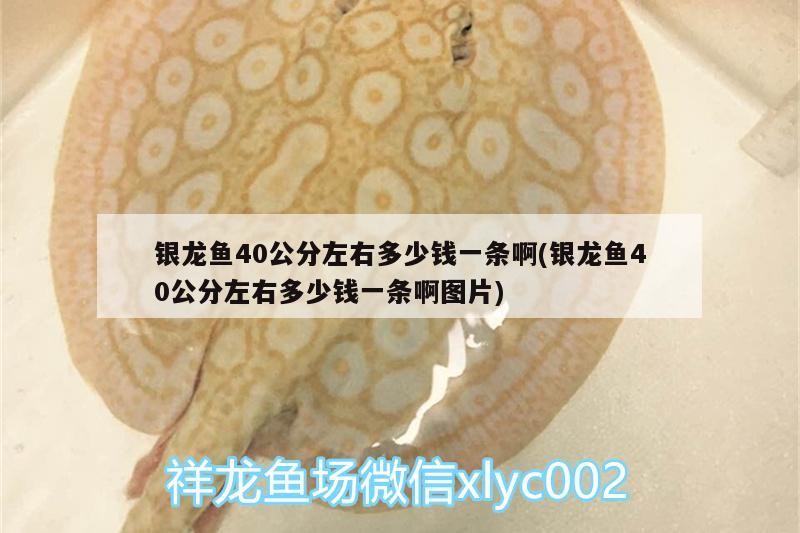 銀龍魚40公分左右多少錢一條啊(銀龍魚40公分左右多少錢一條啊圖片) 銀龍魚40公分左右多少錢一條啊(銀龍魚40公分左右多少錢一條啊圖片) 銀龍魚百科