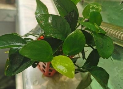北方魚缸里養什么水草好：北方地區適合養什么水草？