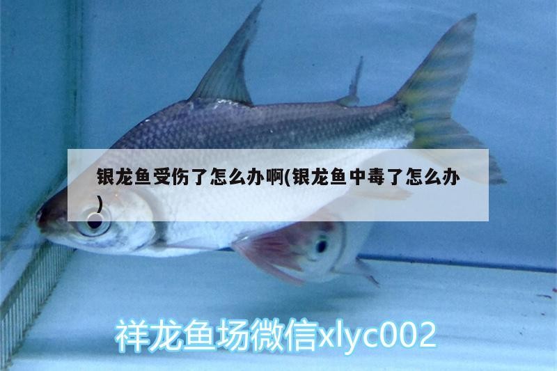 銀龍魚受傷了怎么辦啊(銀龍魚中毒了怎么辦)
