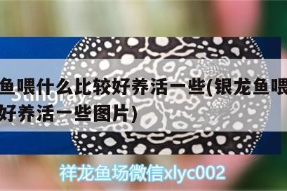 銀龍魚喂什么比較好養活一些(銀龍魚喂什么比較好養活一些圖片)