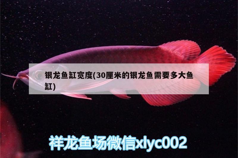 銀龍魚缸寬度(30厘米的銀龍魚需要多大魚缸)