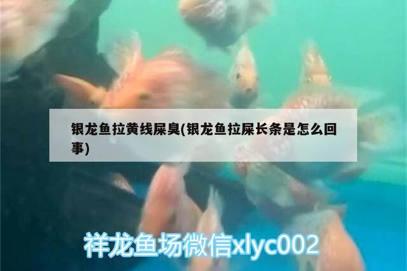 森森HRG系列桌面魚缸（森森桌面魚缸怎么樣）