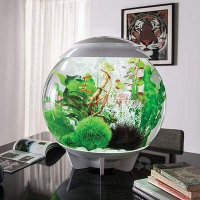 辦公室魚缸放在哪里最旺財：辦公室魚缸擺放的風水知識