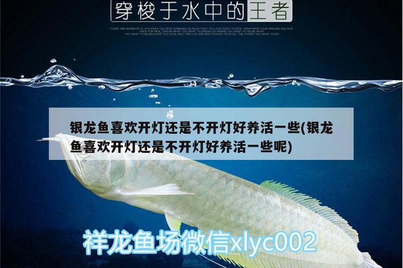 銀龍魚喜歡開燈還是不開燈好養活一些(銀龍魚喜歡開燈還是不開燈好養活一些呢)