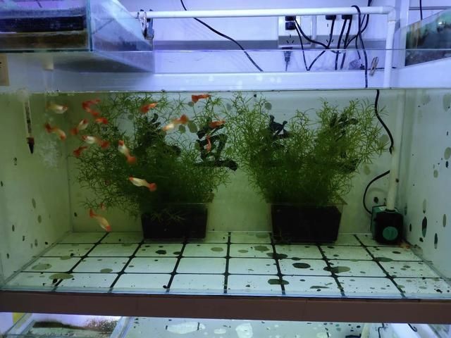常見觀賞魚的人工繁殖實(shí)驗(yàn)報(bào)告怎么寫：常見觀賞魚的人工繁殖實(shí)驗(yàn)報(bào)告