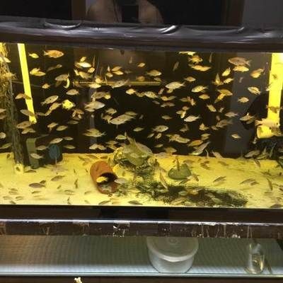 常見觀賞魚的人工繁殖實(shí)驗(yàn)報(bào)告怎么寫：常見觀賞魚的人工繁殖實(shí)驗(yàn)報(bào)告
