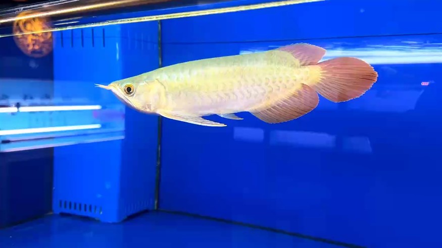 圣塔倫大湖魚
綠皮小寬身  前鰭過腹自然下掛
七鰭張力十足  尺寸27/28