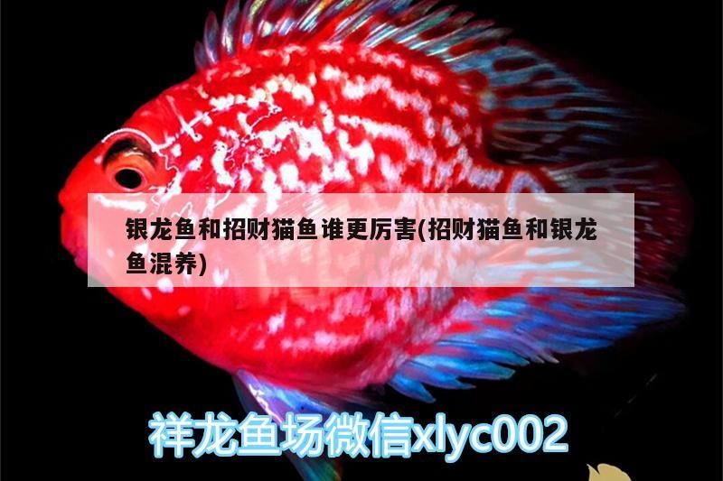 銀龍魚和招財貓魚誰更厲害(招財貓魚和銀龍魚混養)