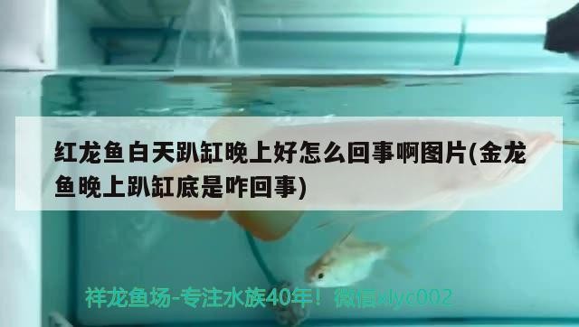 紅龍魚白天趴缸晚上好怎么回事啊圖片(金龍魚晚上趴缸底是咋回事)