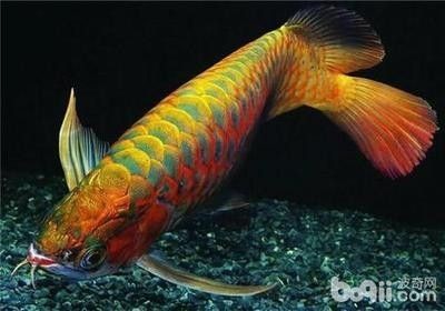 龍魚(yú)多少一只 龍魚(yú)百科 第1張 龍魚(yú)多少一只 龍魚(yú)多少一只 龍魚(yú)百科 第1張