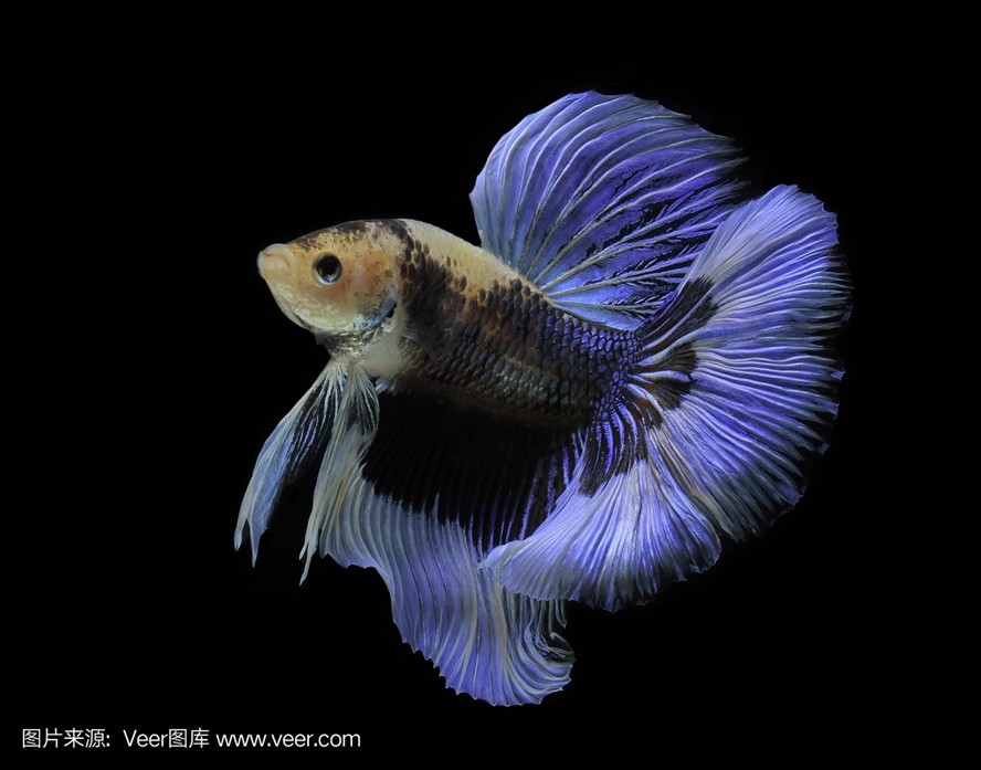 1.2米魚缸養幾條薩伊藍魚好看：1.2米長的魚缸適合養4-5條薩伊藍魚
