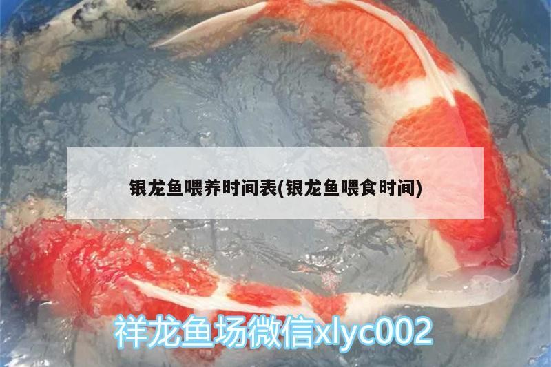 龍魚(yú)干蝦有營(yíng)養(yǎng)嗎 銀龍魚(yú)喂養(yǎng)時(shí)間表(銀龍魚(yú)喂食時(shí)間) 銀龍魚(yú)百科 銀龍魚(yú)喂養(yǎng)時(shí)間表(銀龍魚(yú)喂食時(shí)間) 銀龍魚(yú)喂養(yǎng)時(shí)間表(銀龍魚(yú)喂食時(shí)間) 銀龍魚(yú)百科