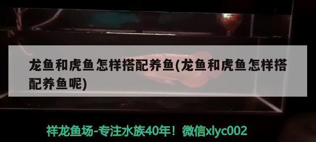 龍魚(yú)和虎魚(yú)怎樣搭配養(yǎng)魚(yú)(龍魚(yú)和虎魚(yú)怎樣搭配養(yǎng)魚(yú)呢) 龍魚(yú)和虎魚(yú)怎樣搭配養(yǎng)魚(yú)(龍魚(yú)和虎魚(yú)怎樣搭配養(yǎng)魚(yú)呢) 虎魚(yú)百科