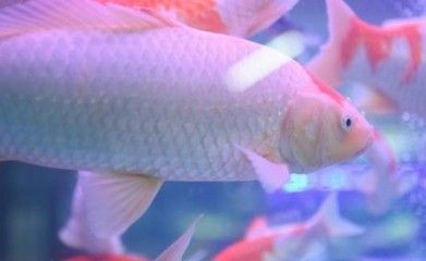 大魚缸養(yǎng)錦鯉用不用打氧：大魚缸養(yǎng)錦鯉需要打氧嗎，飼養(yǎng)錦鯉需要注意哪些事項