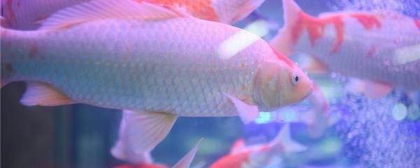 大魚缸養(yǎng)錦鯉用不用打氧：大魚缸養(yǎng)錦鯉需要打氧嗎，飼養(yǎng)錦鯉需要注意哪些事項