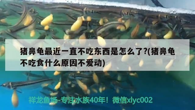 豬鼻龜最近一直不吃東西是怎么了?(豬鼻龜不吃食什么原因不愛動(dòng))