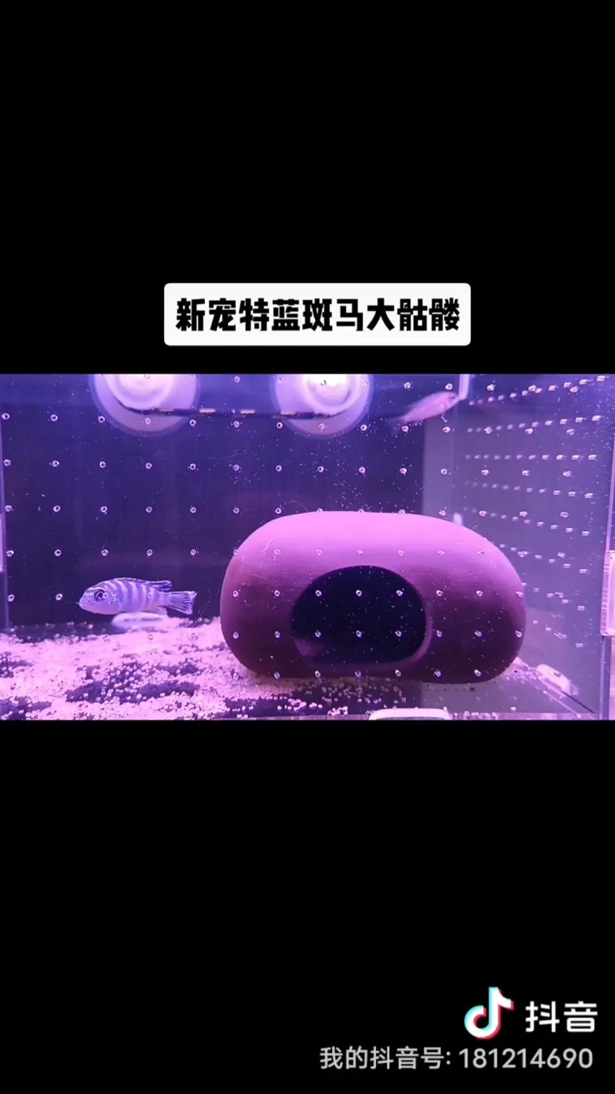 新入手特藍斑馬大骷髏超級紅孔雀